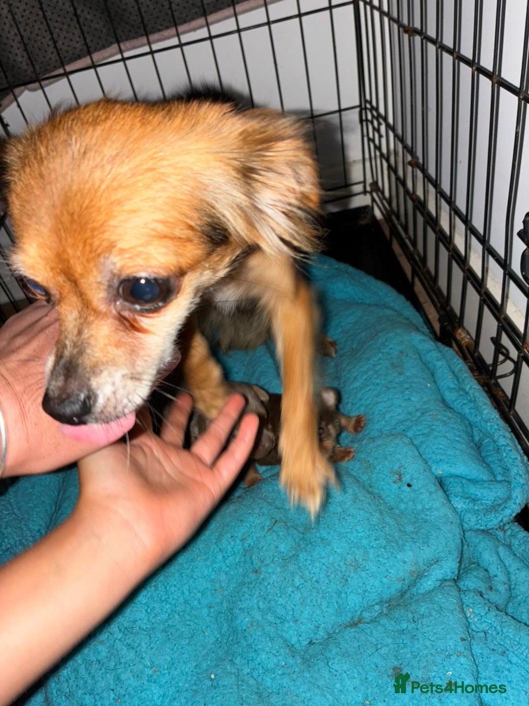 Chihuahua dogs for sale: Brown & tan chihuahua girl  - Image 6