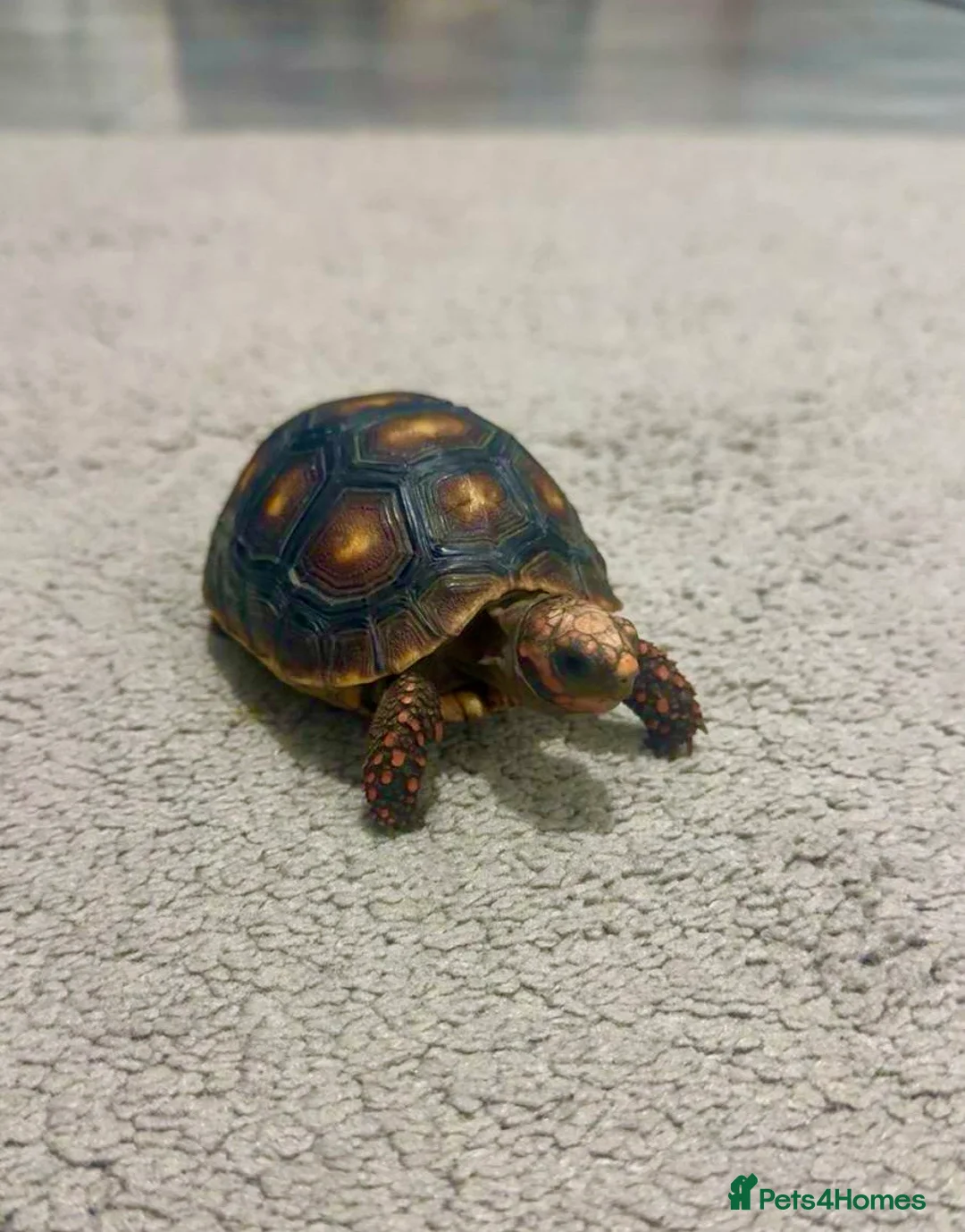 Tortoise reptiles for sale: Red footed tortoise  - Advert 2