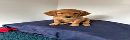 Golden Retriever dogs for sale:  Beautiful red golden retrievers 2 girls  2 boys - Advert 1