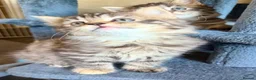 Mixed Breed cats for sale: Beautiful kittens - Advert 15
