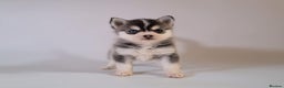 Pomsky dogs for stud: Pingu Jnr Stunning Husky marked Toy Pomsky Stud  in Romford - Advert 2