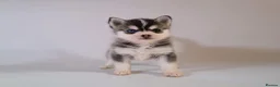 Pomsky dogs for stud: Pingu Jnr Stunning Husky marked Toy Pomsky Stud  in Romford - Advert 2