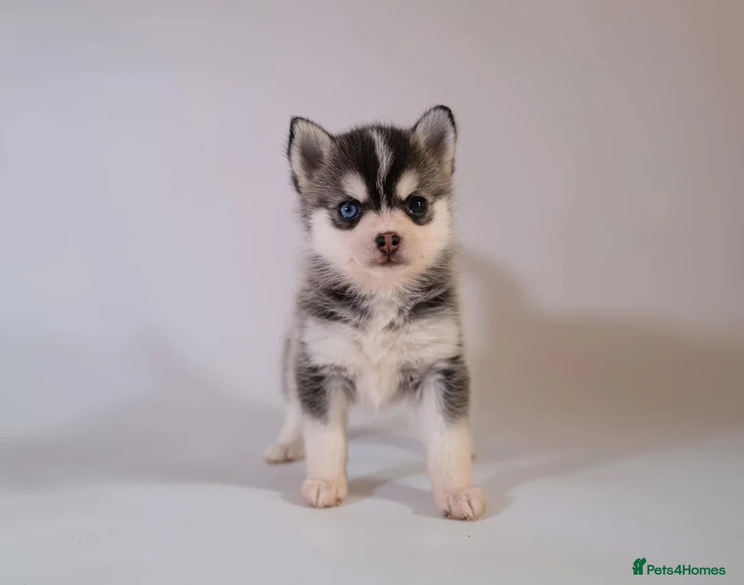 Pomsky dogs for stud: Pingu Jnr Stunning Husky marked Toy Pomsky Stud  in Romford - Advert 2