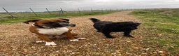 Boxer dogs for sale: Re-home our boxer  - Advert 5