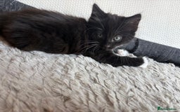 British Shorthair cats for sale: Litter of kittens for sale - Image 6