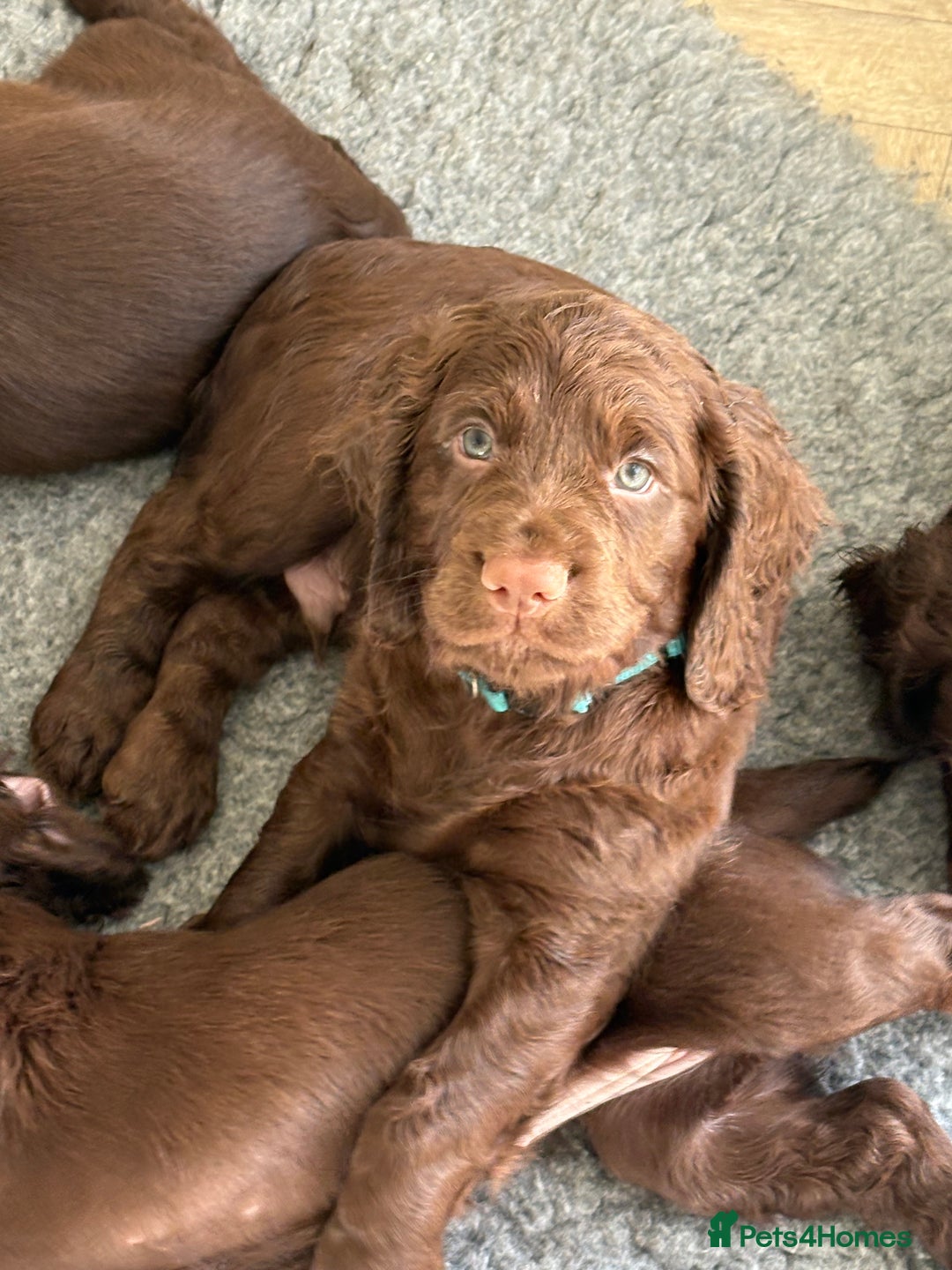 Cocker Spaniel dogs for sale: Two beautiful boy working cocker spaniels left - Advert 10
