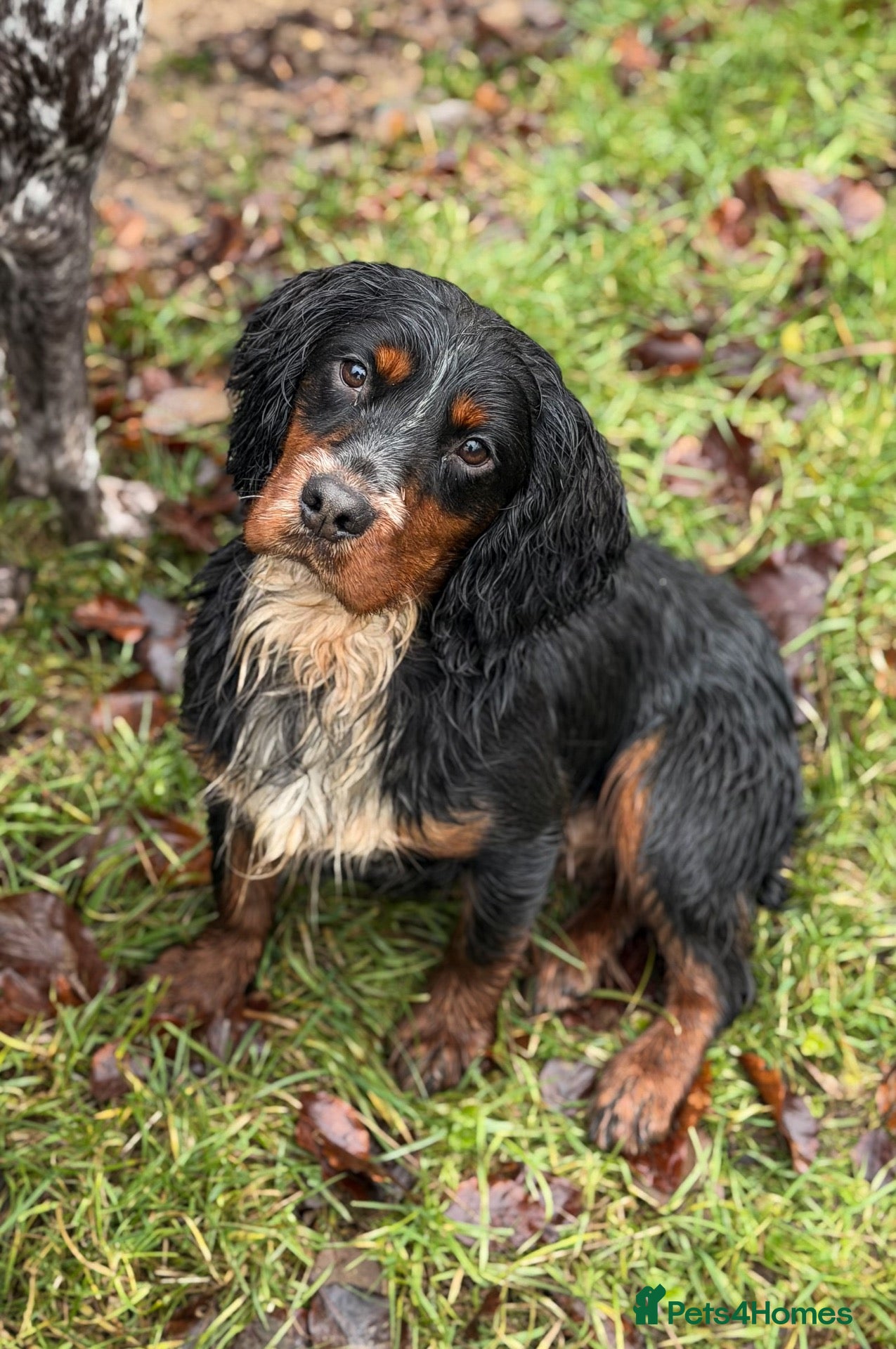 Cocker Spaniel dogs Proven KC’d Working Cocker Spaniel Stud - Advert 1