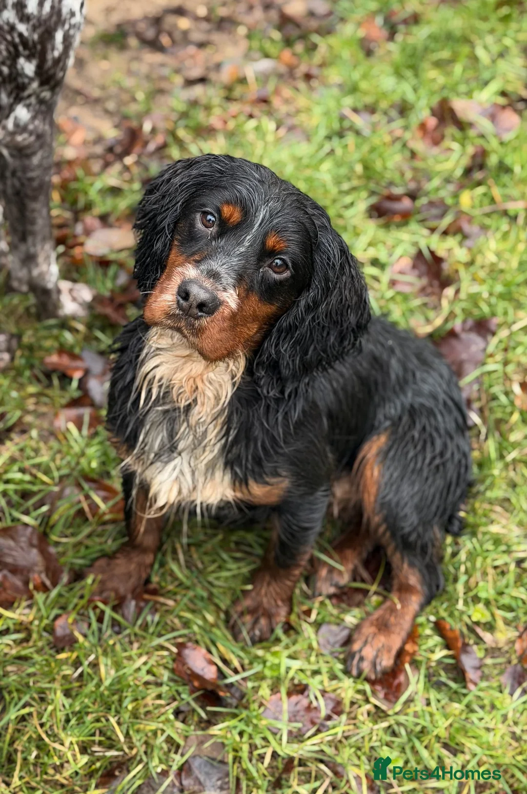 Cocker Spaniel dogs for stud: Proven KC’d Working Cocker Spaniel Stud - Advert 1