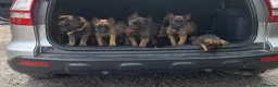 Belgian Shepherd Dog dogs for sale: Belgium Mali pups - Advert 1