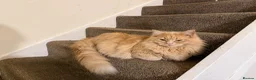 Siberian cats for sale: Beautifull siberian kittens - Advert 1