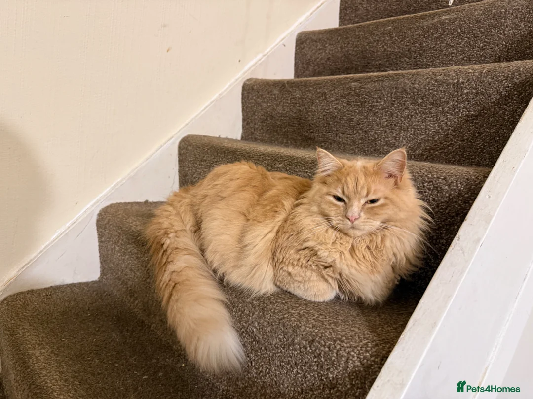 Siberian cats for sale: Beautifull siberian kittens - Advert 1
