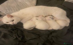 British Shorthair cats for sale: British white shirt hair  - Image 1