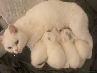 Domestic Shorthair cats - Advert 3