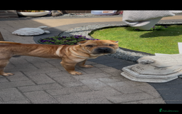 Shar Pei dogs for sale: 1.5 year old Shar Pei - immediate rehome needed - Image 1