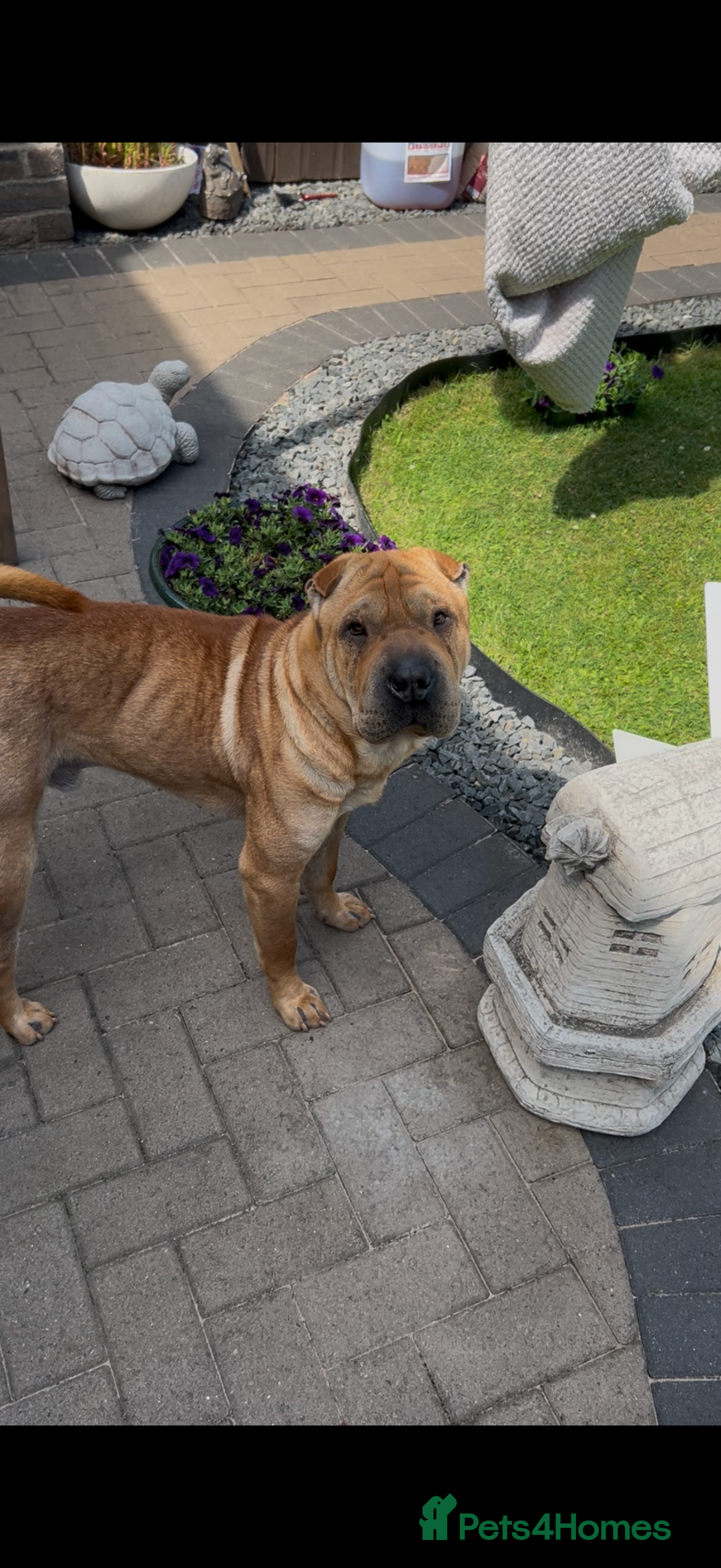 Shar Pei dogs for sale: 1.5 year old Shar Pei - immediate rehome needed - Image 1