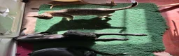 Mixed Breed dogs for sale: Whippet puppies for sale. - Advert 13
