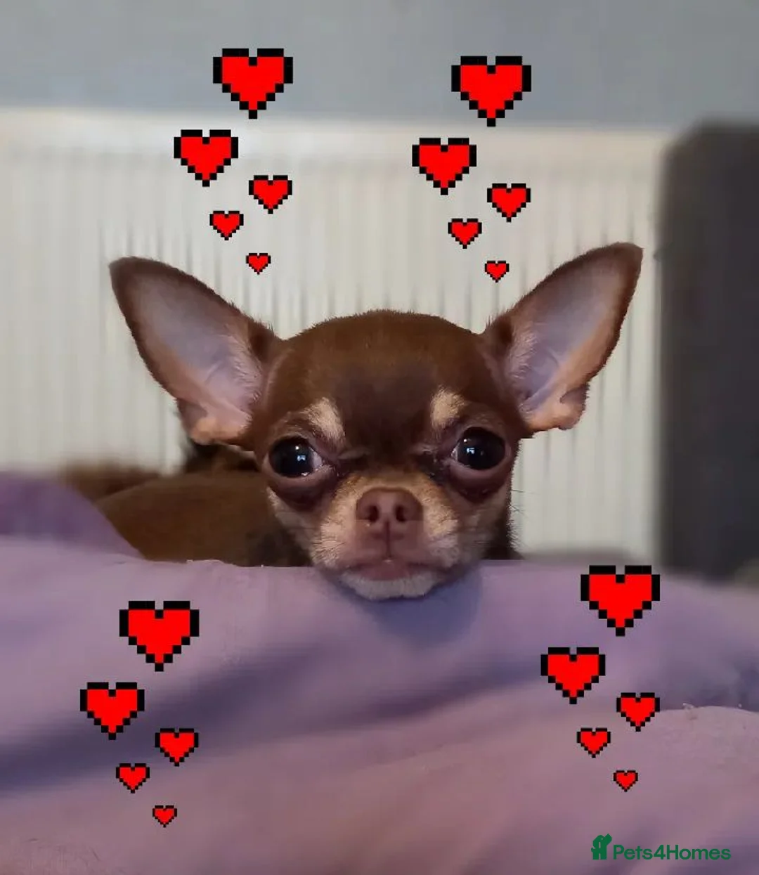 Chihuahua dogs for sale: KC registered chihuahua girl  - Advert 1