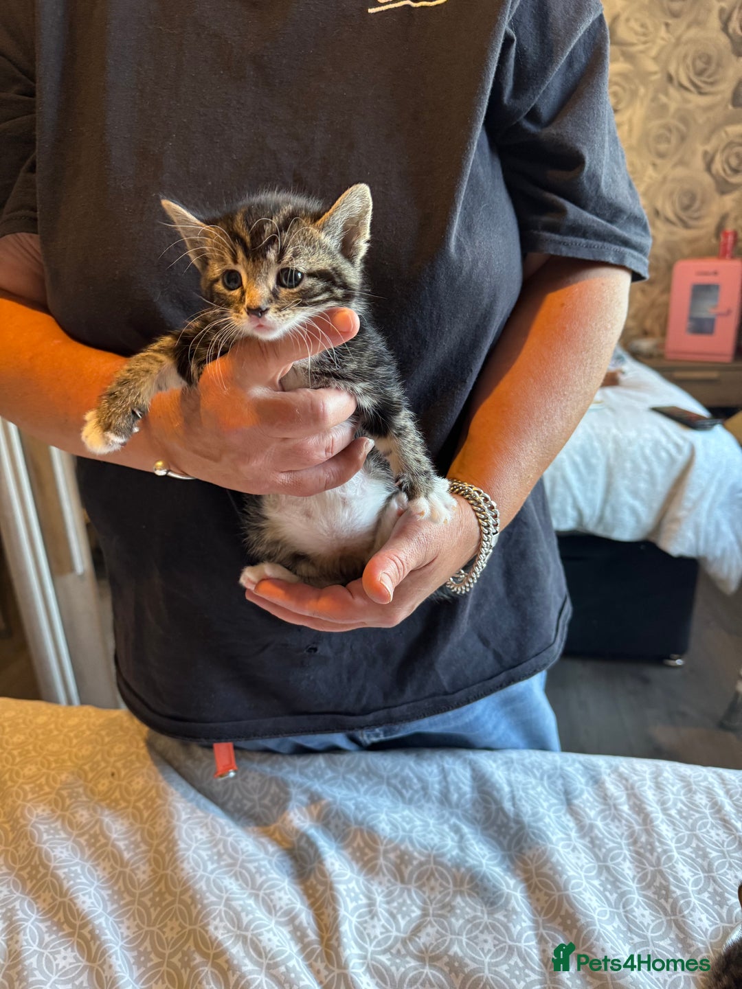 British Shorthair cats for sale: Kittens for sale  - Image 19