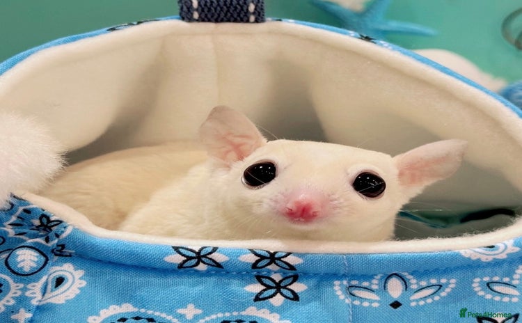 Sugar Glider rodents - Advert 1