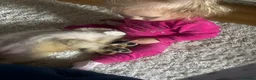 Pomeranian dogs for sale: 18 week old Pomeranian puppy - Advert 6