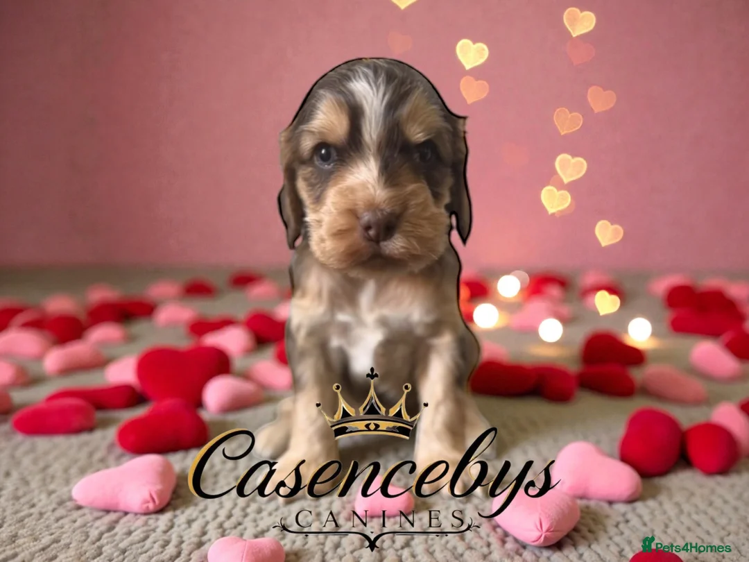 Cocker Spaniel dogs for sale: ❤️THE MOST INCREDIBLE DNA CLEAR SHOW SPANIELS❤️ - Advert 14