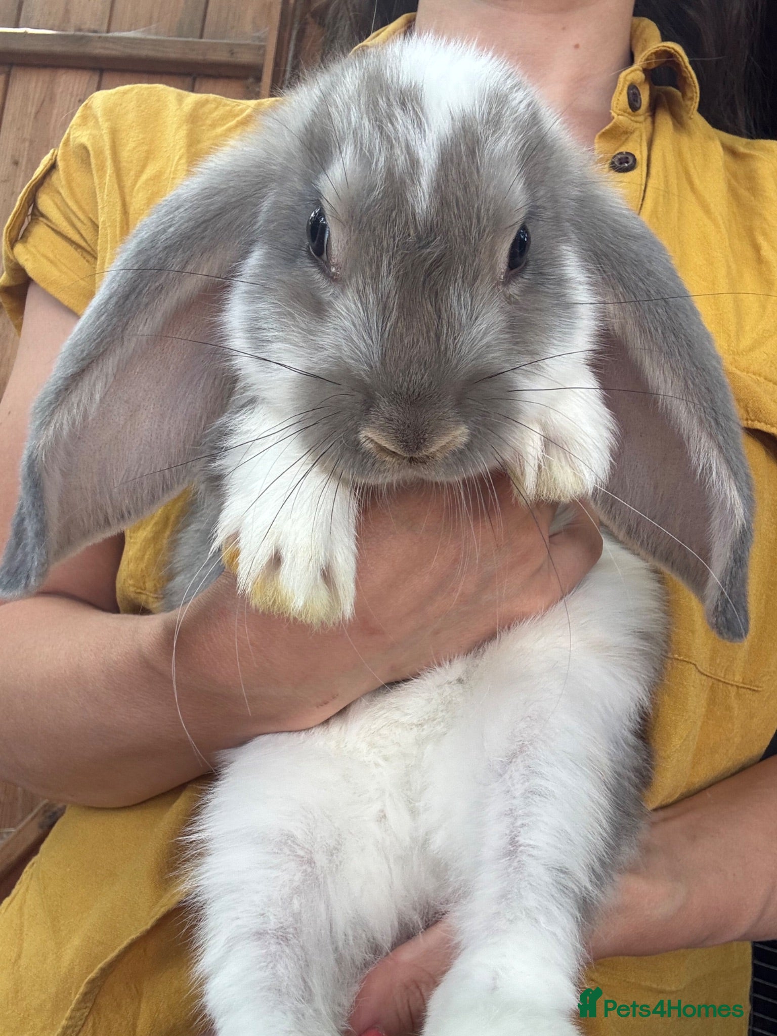 French Lop rabbits Ready Soon • Quality French Lop Bunnies - Advert 1