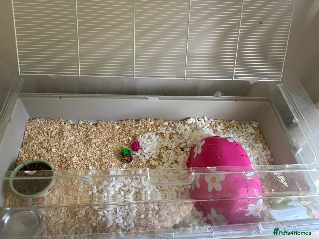 Pygmy Hedgehog rodents for sale: African Pygmy Hedgehog with Enclosure and Set Up - Image 6