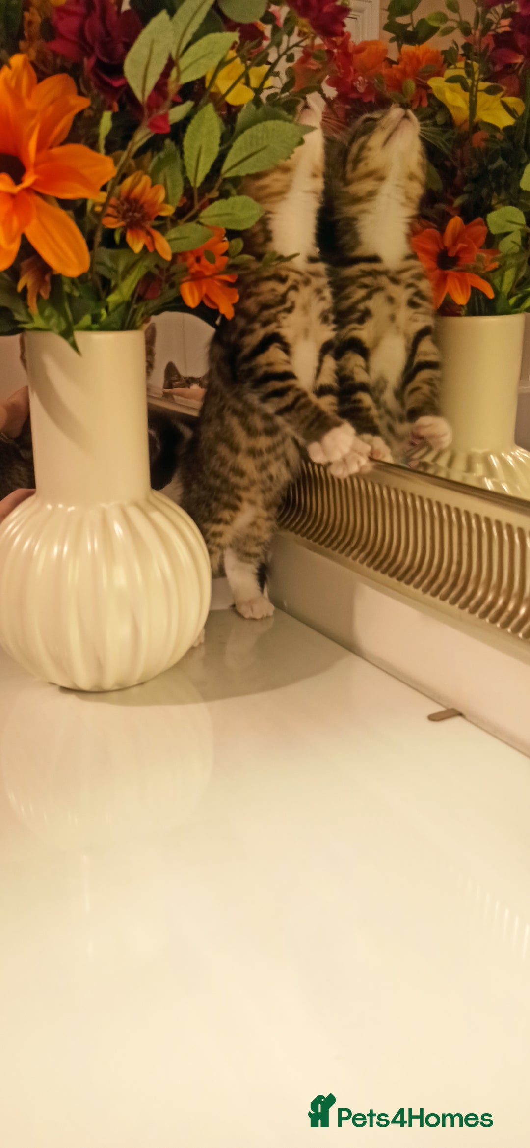 Mixed Breed cats for sale: Adorable kittens in London(SE18)😻❤️😻 - Image 8