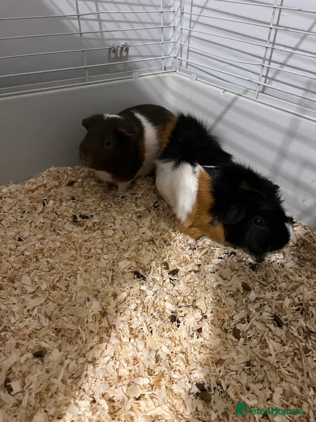 Guinea Pig rodents for sale: 2 male guinea pigs  - Image 1