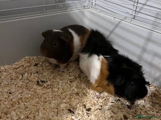 Guinea Pig rodents 2 male guinea pigs - Advert 19