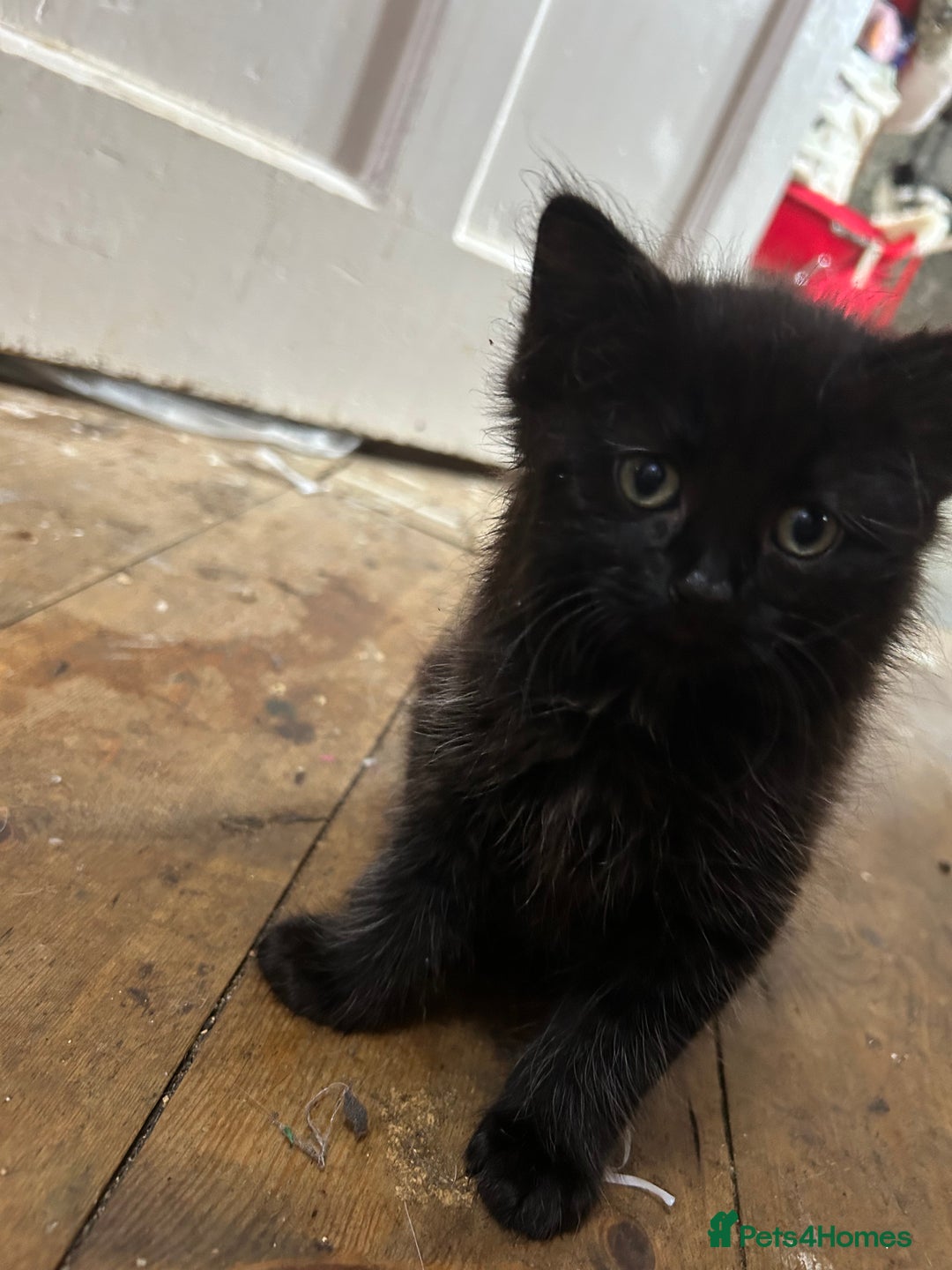 Norwegian Forest Cat cats for sale: 3 beautiful male all black kittens  - Image 2