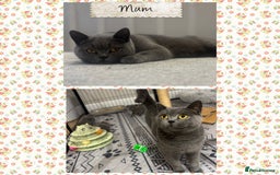 British Shorthair cats for sale: 🩶Adorable & chunky GCCF Bsh kittens🩶 - Image 4