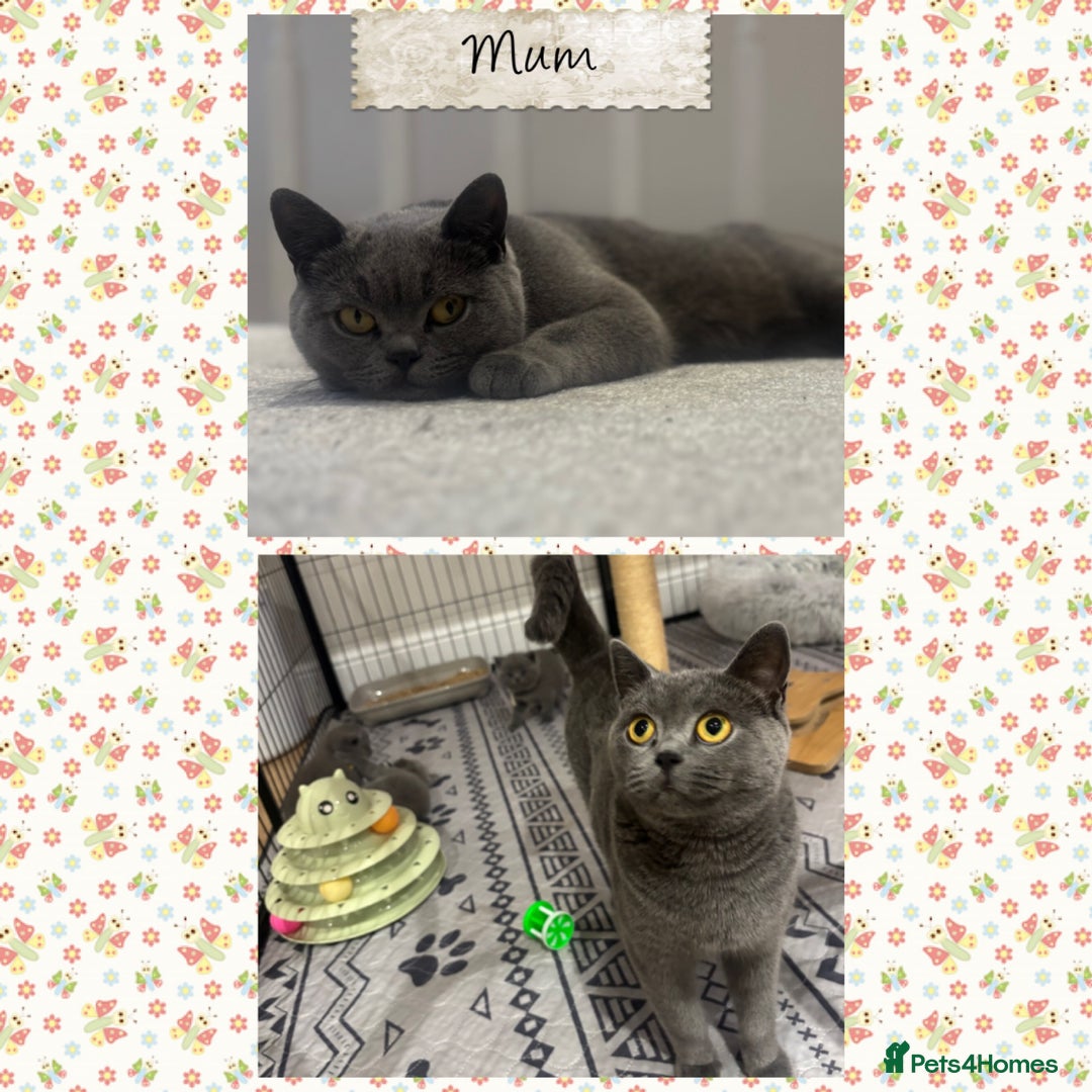 British Shorthair cats for sale: 🩶Adorable & chunky GCCF Bsh kittens🩶 - Image 4