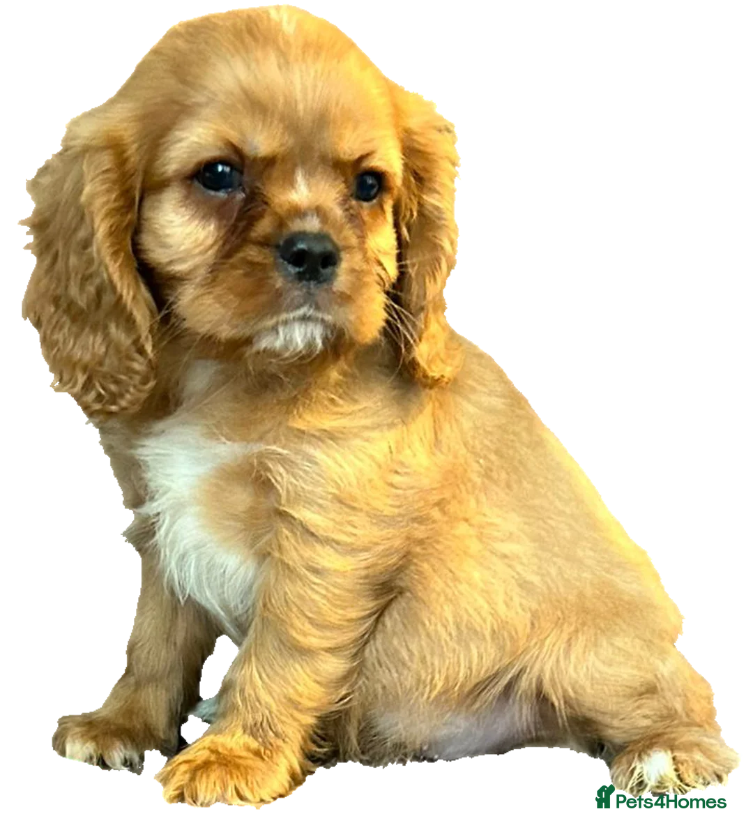 Cavalier King Charles Spaniel dogs for stud:  HEALTH TESTED kc cavalier king charles for stud  in Bedford - Advert 18