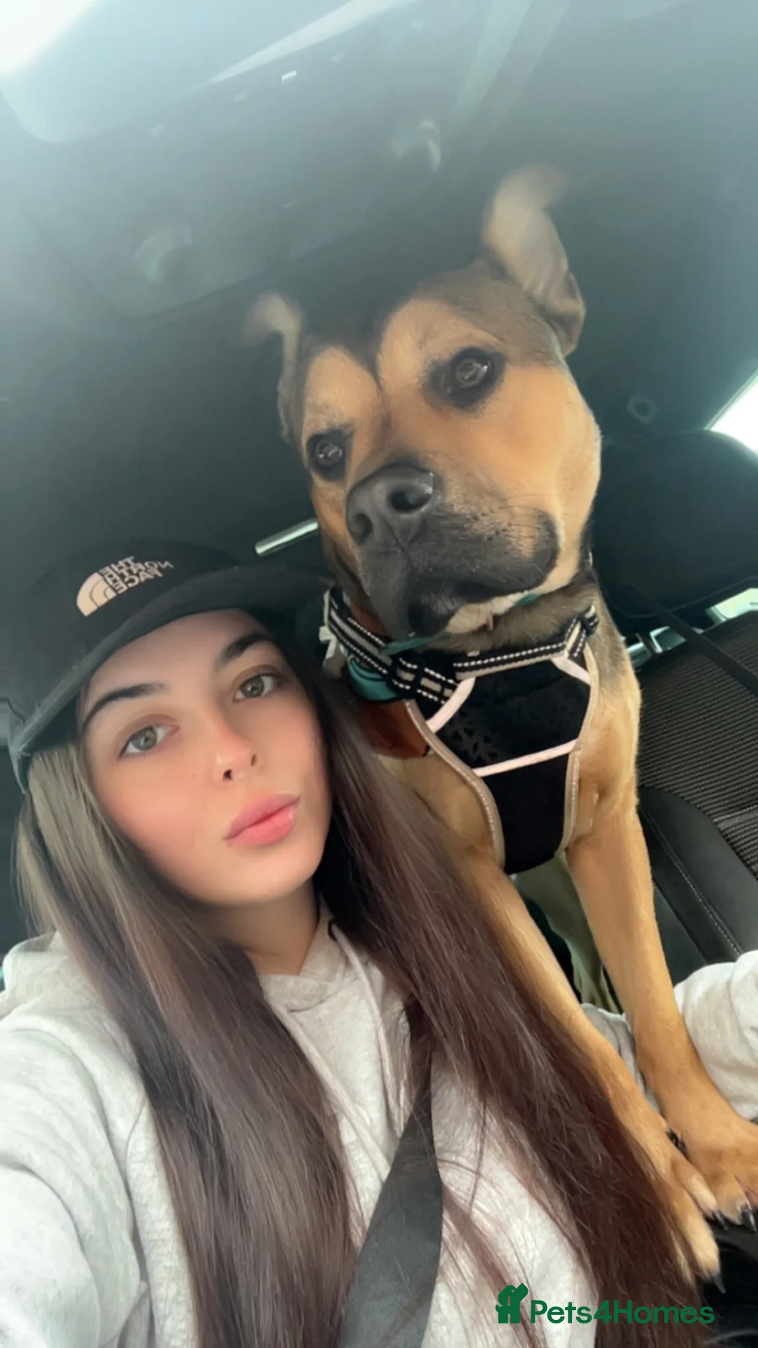 Mixed Breed dogs for sale: 17 month old german shepered x  in Doncaster - Advert 7