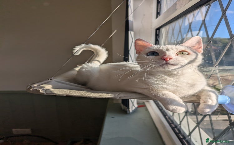 Domestic Shorthair cats - Advert 1
