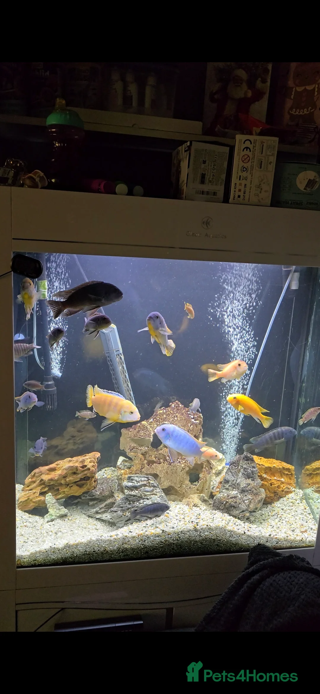 Cichlids fish for sale: Mixed large malawi cichlids - Advert 4