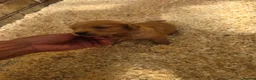 Golden Retriever dogs for sale: Kc registered dark red pups - Advert 17