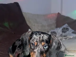 Dachshund dogs Tofik (Toffee) 1 year old miniature dachshund - Advert 1