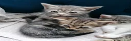Mixed Breed cats for sale: Adorable kittens  - 8 weeks old - various colours in Chertsey - Advert 5