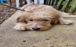 Mixed Breed dogs for adoption: Meet WILLOW - Image 3