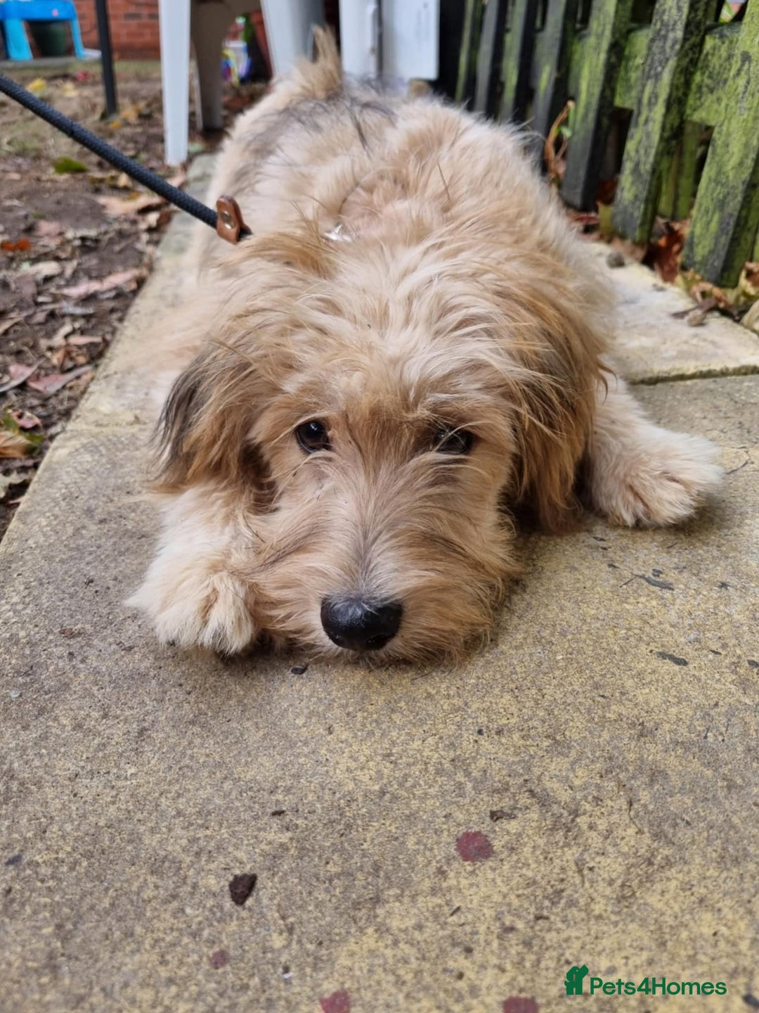 Mixed Breed dogs for adoption: Meet WILLOW - Image 3