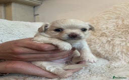 Chihuahua dogs for sale: Long haired chihuahua puppies - Image 3