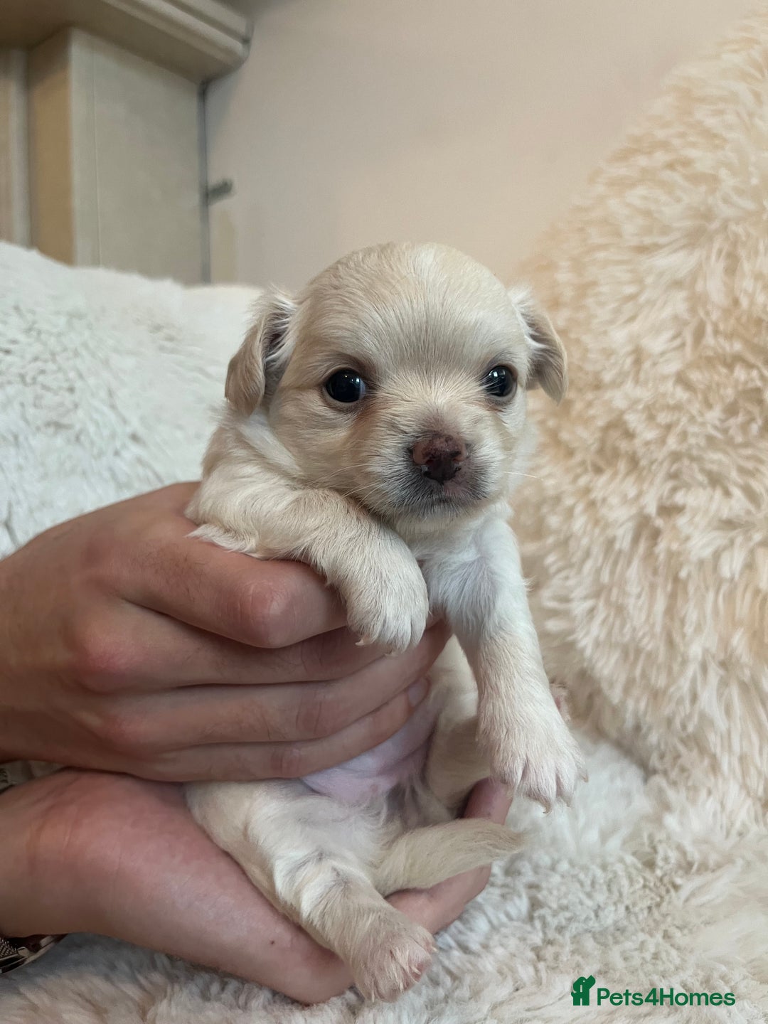 Chihuahua dogs for sale: Long haired chihuahua puppies - Image 3