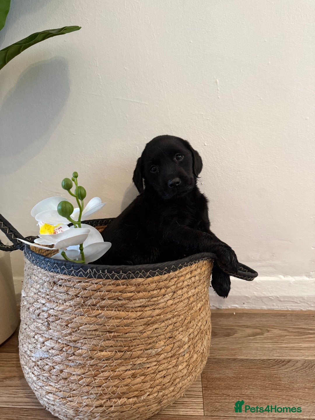 Labrador Retriever dogs for sale: Labrador pups for sale  - Advert 17