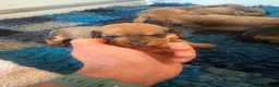Dachshund dogs for sale: Standard wirehaired dachshund  in Kelso - Advert 8