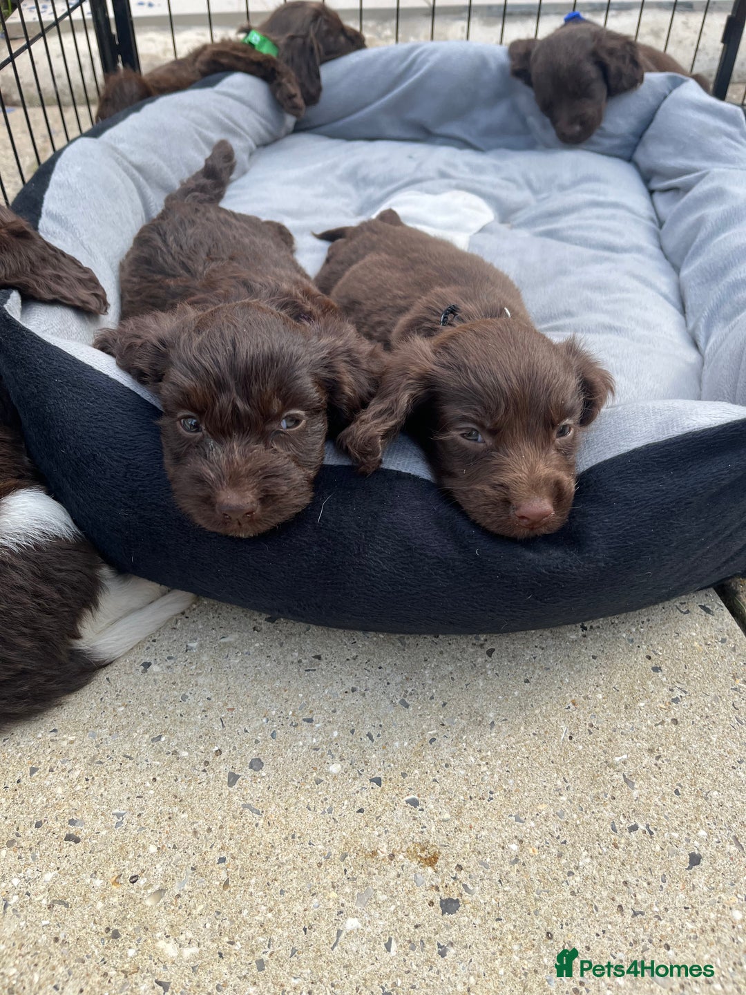 Mixed Breed dogs for sale: Beautiful cockapooXspringer puppies - Image 1
