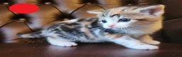 Mixed Breed cats for sale: Maine Coon / Norwegian Forest /  British Shorth X - Advert 12