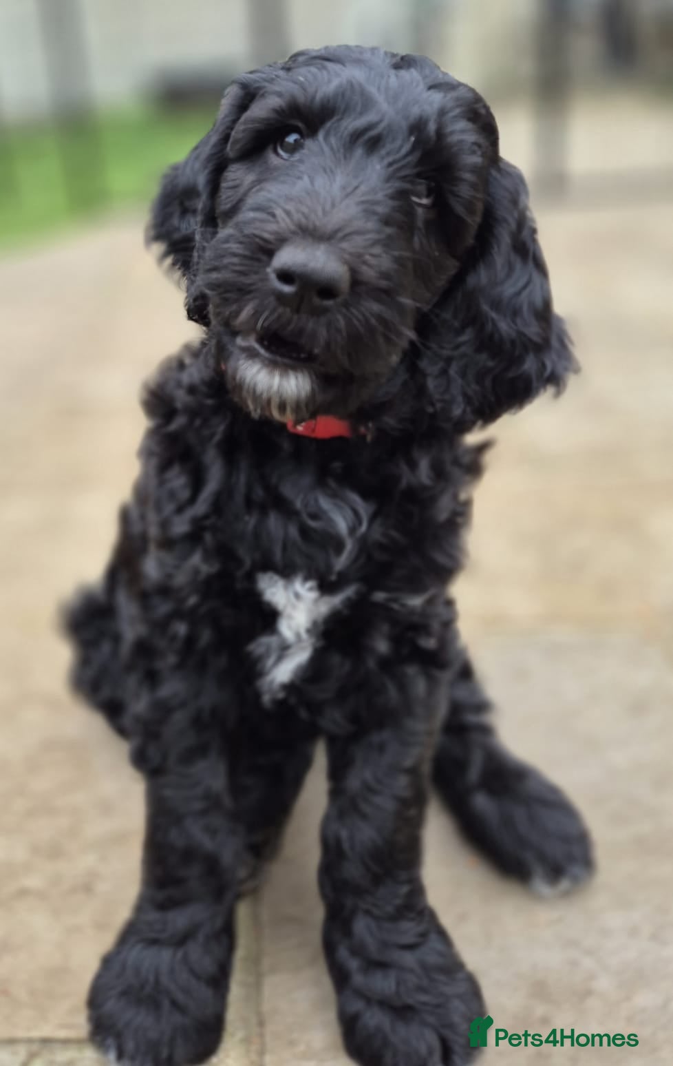 Labradoodle dogs Standard Labradoodle F3/multigen Puppies - Advert 2