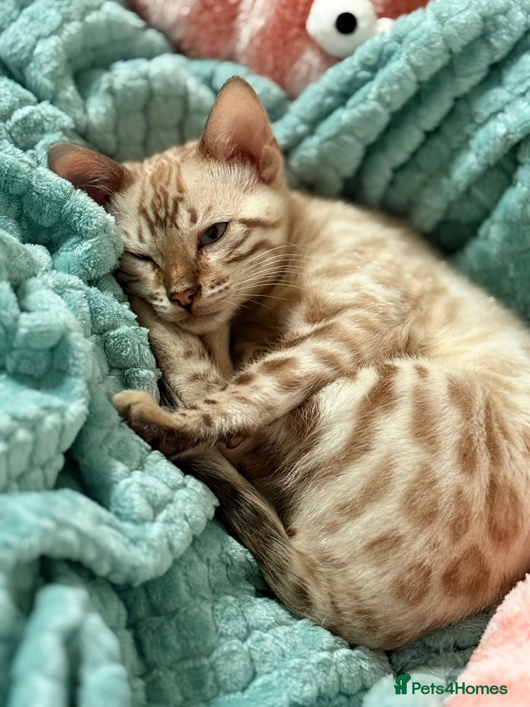 Bengal cats for sale: Rehome TICA registered Snow Lynx Bengal Boy - Advert 4